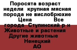 Поросята возраст 4 недели, крупная мясная порода(не вислобрюхие ) › Цена ­ 4 000 - Все города, Ступинский р-н Животные и растения » Другие животные   . Ненецкий АО